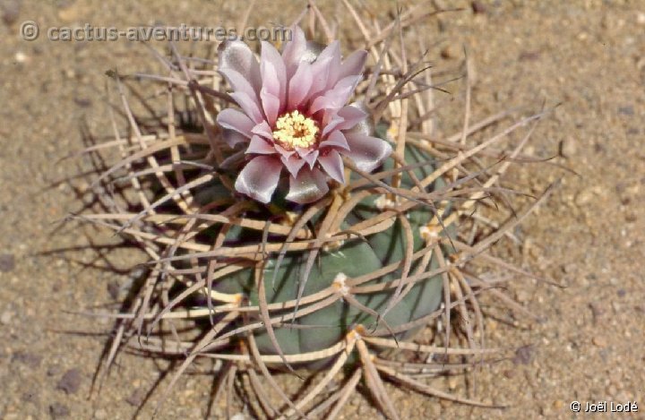 Gymnocalycium cardenasianum -029